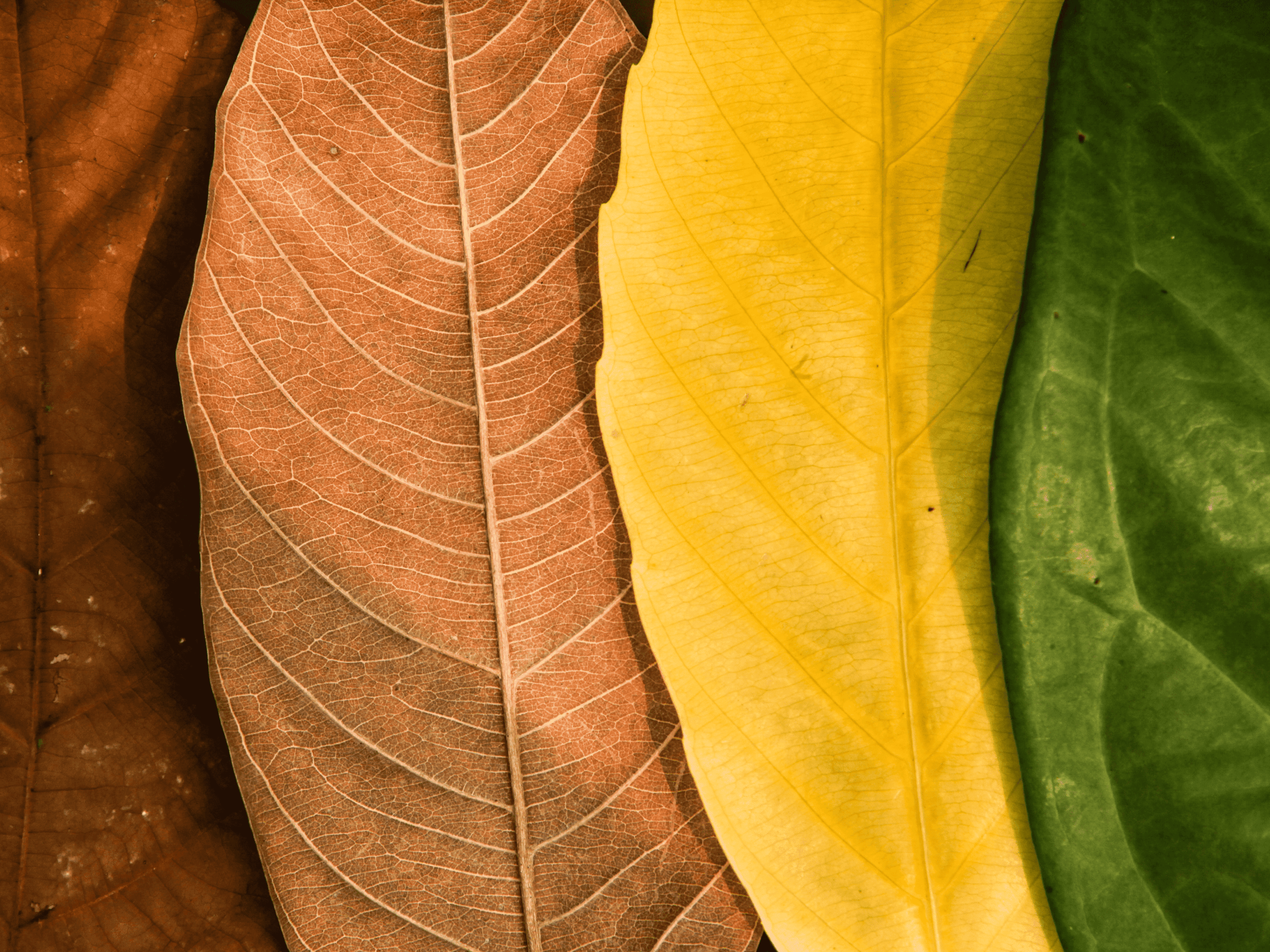 ¿Cuál es la mejor época para operarse? Calendario ideal para tu cirugía estética en 2026